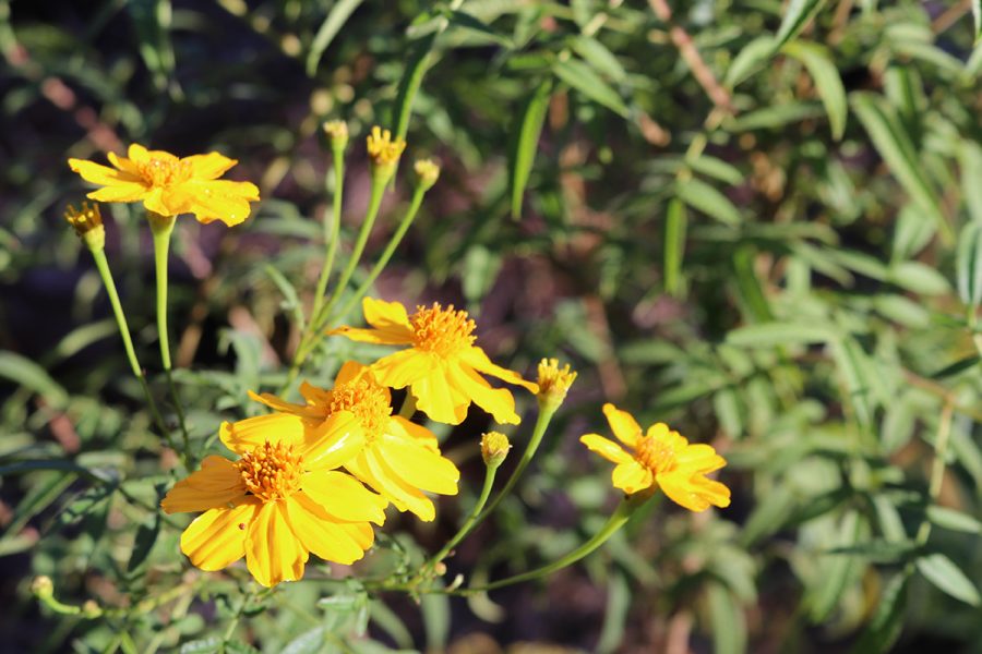 central-ringwood-community-centre-community-garden-yellow-flowers